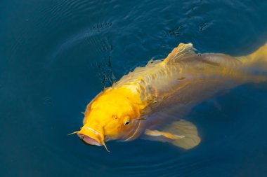 Bu güzel sarı koi balığı burada suda yüzerken görülmüş. Dekoratif sazan birçok Japon ya da Asya tipi bahçelerde popülerdir. Parlak altın rengi dalgalara karşı duruyor..