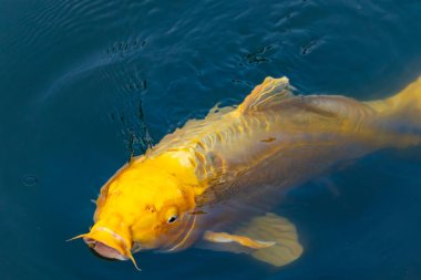 Bu güzel sarı koi balığı burada suda yüzerken görülmüş. Dekoratif sazan birçok Japon ya da Asya tipi bahçelerde popülerdir. Parlak altın rengi dalgalara karşı duruyor..