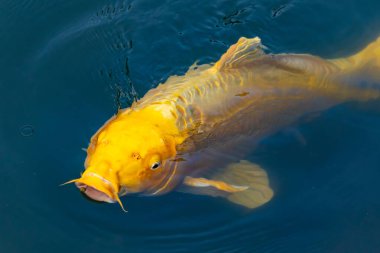 Bu güzel sarı koi balığı burada suda yüzerken görülmüş. Dekoratif sazan birçok Japon ya da Asya tipi bahçelerde popülerdir. Parlak altın rengi dalgalara karşı duruyor..