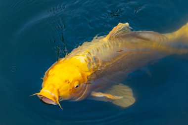 Bu güzel sarı koi balığı burada suda yüzerken görülmüş. Dekoratif sazan birçok Japon ya da Asya tipi bahçelerde popülerdir. Parlak altın rengi dalgalara karşı duruyor..