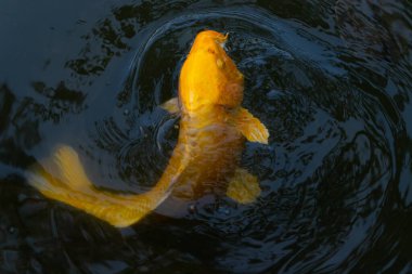Bu güzel sarı koi balığı burada suda yüzerken görülmüş. Dekoratif sazan birçok Japon ya da Asya tipi bahçelerde popülerdir. Parlak altın rengi dalgalara karşı duruyor..