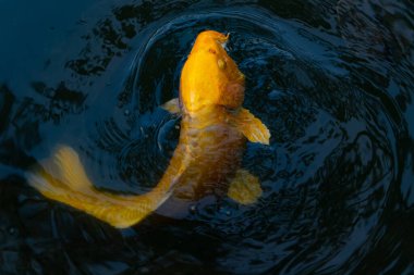Bu güzel sarı koi balığı burada suda yüzerken görülmüş. Dekoratif sazan birçok Japon ya da Asya tipi bahçelerde popülerdir. Parlak altın rengi dalgalara karşı duruyor..