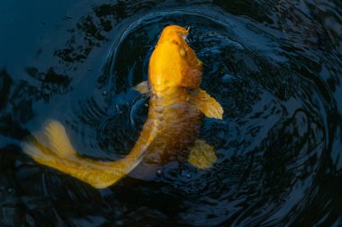 Bu güzel sarı koi balığı burada suda yüzerken görülmüş. Dekoratif sazan birçok Japon ya da Asya tipi bahçelerde popülerdir. Parlak altın rengi dalgalara karşı duruyor..