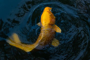 Bu güzel sarı koi balığı burada suda yüzerken görülmüş. Dekoratif sazan birçok Japon ya da Asya tipi bahçelerde popülerdir. Parlak altın rengi dalgalara karşı duruyor..