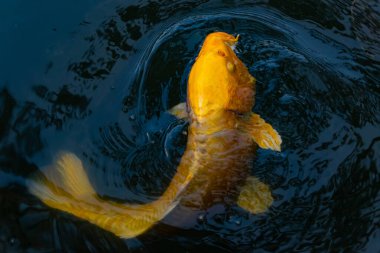 Bu güzel sarı koi balığı burada suda yüzerken görülmüş. Dekoratif sazan birçok Japon ya da Asya tipi bahçelerde popülerdir. Parlak altın rengi dalgalara karşı duruyor..