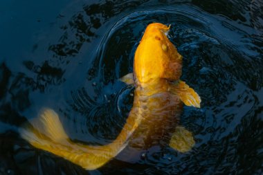 Bu güzel sarı koi balığı burada suda yüzerken görülmüş. Dekoratif sazan birçok Japon ya da Asya tipi bahçelerde popülerdir. Parlak altın rengi dalgalara karşı duruyor..
