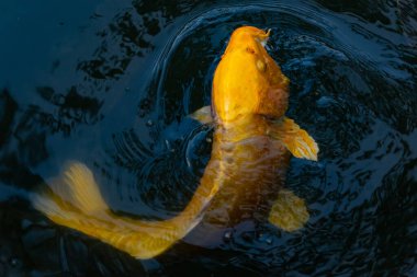 Bu güzel sarı koi balığı burada suda yüzerken görülmüş. Dekoratif sazan birçok Japon ya da Asya tipi bahçelerde popülerdir. Parlak altın rengi dalgalara karşı duruyor..