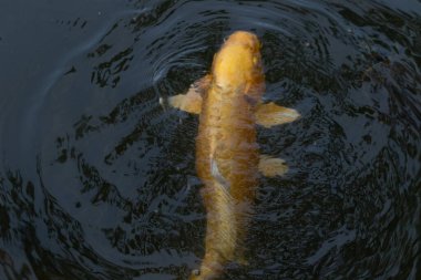 Bu güzel sarı koi balığı burada suda yüzerken görülmüş. Dekoratif sazan birçok Japon ya da Asya tipi bahçelerde popülerdir. Parlak altın rengi dalgalara karşı duruyor..