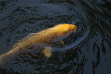 Bu güzel sarı koi balığı burada suda yüzerken görülmüş. Dekoratif sazan birçok Japon ya da Asya tipi bahçelerde popülerdir. Parlak altın rengi dalgalara karşı duruyor..