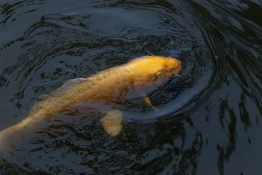 Bu güzel sarı koi balığı burada suda yüzerken görülmüş. Dekoratif sazan birçok Japon ya da Asya tipi bahçelerde popülerdir. Parlak altın rengi dalgalara karşı duruyor..
