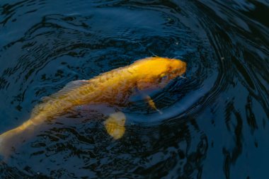 Bu güzel sarı koi balığı burada suda yüzerken görülmüş. Dekoratif sazan birçok Japon ya da Asya tipi bahçelerde popülerdir. Parlak altın rengi dalgalara karşı duruyor..