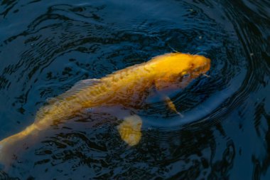 Bu güzel sarı koi balığı burada suda yüzerken görülmüş. Dekoratif sazan birçok Japon ya da Asya tipi bahçelerde popülerdir. Parlak altın rengi dalgalara karşı duruyor..