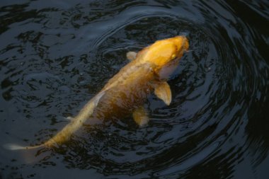 Bu güzel sarı koi balığı burada suda yüzerken görülmüş. Dekoratif sazan birçok Japon ya da Asya tipi bahçelerde popülerdir. Parlak altın rengi dalgalara karşı duruyor..