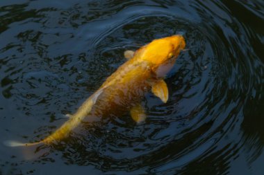 Bu güzel sarı koi balığı burada suda yüzerken görülmüş. Dekoratif sazan birçok Japon ya da Asya tipi bahçelerde popülerdir. Parlak altın rengi dalgalara karşı duruyor..