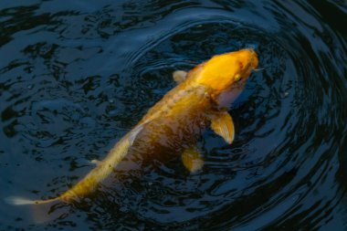 Bu güzel sarı koi balığı burada suda yüzerken görülmüş. Dekoratif sazan birçok Japon ya da Asya tipi bahçelerde popülerdir. Parlak altın rengi dalgalara karşı duruyor..