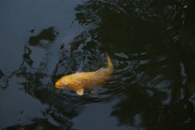 Bu güzel sarı koi balığı burada suda yüzerken görülmüş. Dekoratif sazan birçok Japon ya da Asya tipi bahçelerde popülerdir. Parlak altın rengi dalgalara karşı duruyor..