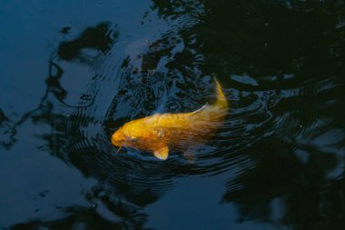 Bu güzel sarı koi balığı burada suda yüzerken görülmüş. Dekoratif sazan birçok Japon ya da Asya tipi bahçelerde popülerdir. Parlak altın rengi dalgalara karşı duruyor..