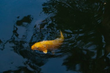 Bu güzel sarı koi balığı burada suda yüzerken görülmüş. Dekoratif sazan birçok Japon ya da Asya tipi bahçelerde popülerdir. Parlak altın rengi dalgalara karşı duruyor..