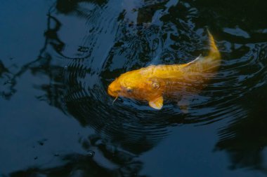 Bu güzel sarı koi balığı burada suda yüzerken görülmüş. Dekoratif sazan birçok Japon ya da Asya tipi bahçelerde popülerdir. Parlak altın rengi dalgalara karşı duruyor..