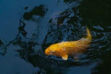 Bu güzel sarı koi balığı burada suda yüzerken görülmüş. Dekoratif sazan birçok Japon ya da Asya tipi bahçelerde popülerdir. Parlak altın rengi dalgalara karşı duruyor..