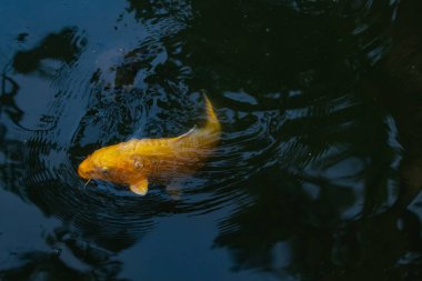 Bu güzel sarı koi balığı burada suda yüzerken görülmüş. Dekoratif sazan birçok Japon ya da Asya tipi bahçelerde popülerdir. Parlak altın rengi dalgalara karşı duruyor..
