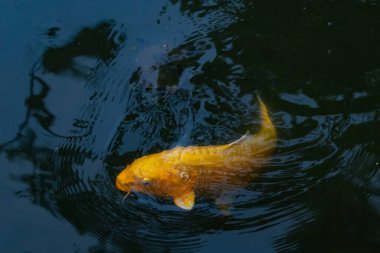 Bu güzel sarı koi balığı burada suda yüzerken görülmüş. Dekoratif sazan birçok Japon ya da Asya tipi bahçelerde popülerdir. Parlak altın rengi dalgalara karşı duruyor..