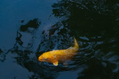 Bu güzel sarı koi balığı burada suda yüzerken görülmüş. Dekoratif sazan birçok Japon ya da Asya tipi bahçelerde popülerdir. Parlak altın rengi dalgalara karşı duruyor..