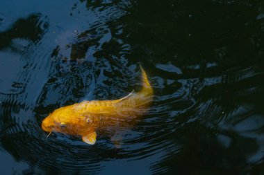 Bu güzel sarı koi balığı burada suda yüzerken görülmüş. Dekoratif sazan birçok Japon ya da Asya tipi bahçelerde popülerdir. Parlak altın rengi dalgalara karşı duruyor..