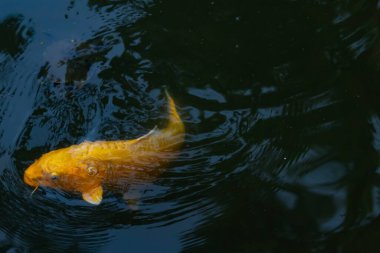 Bu güzel sarı koi balığı burada suda yüzerken görülmüş. Dekoratif sazan birçok Japon ya da Asya tipi bahçelerde popülerdir. Parlak altın rengi dalgalara karşı duruyor..