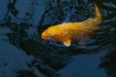 Bu güzel sarı koi balığı burada suda yüzerken görülmüş. Dekoratif sazan birçok Japon ya da Asya tipi bahçelerde popülerdir. Parlak altın rengi dalgalara karşı duruyor..
