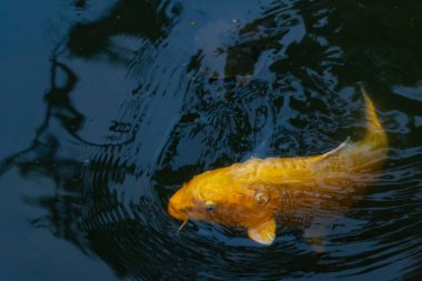 Bu güzel sarı koi balığı burada suda yüzerken görülmüş. Dekoratif sazan birçok Japon ya da Asya tipi bahçelerde popülerdir. Parlak altın rengi dalgalara karşı duruyor..