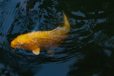 Bu güzel sarı koi balığı burada suda yüzerken görülmüş. Dekoratif sazan birçok Japon ya da Asya tipi bahçelerde popülerdir. Parlak altın rengi dalgalara karşı duruyor..