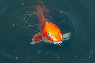 Bu güzel koi balığı suda yüzerken görüldü. Balıkların turuncu ve siyah pulları berrak sularda göze çarpar. Bu sazan bıyıkları ağzıyla dışarı sarkan yiyecekler.