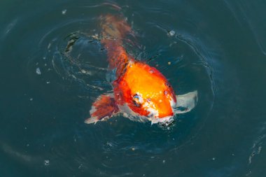Bu güzel koi balığı suda yüzerken görüldü. Balıkların turuncu ve siyah pulları berrak sularda göze çarpar. Bu sazan bıyıkları ağzıyla dışarı sarkan yiyecekler.