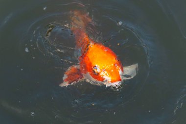 Bu güzel koi balığı suda yüzerken görüldü. Balıkların turuncu ve siyah pulları berrak sularda göze çarpar. Bu sazan bıyıkları ağzıyla dışarı sarkan yiyecekler.