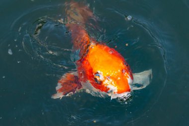 Bu güzel koi balığı suda yüzerken görüldü. Balıkların turuncu ve siyah pulları berrak sularda göze çarpar. Bu sazan bıyıkları ağzıyla dışarı sarkan yiyecekler.