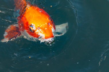 Bu güzel koi balığı suda yüzerken görüldü. Balıkların turuncu ve siyah pulları berrak sularda göze çarpar. Bu sazan bıyıkları ağzıyla dışarı sarkan yiyecekler.