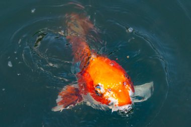 Bu güzel koi balığı suda yüzerken görüldü. Balıkların turuncu ve siyah pulları berrak sularda göze çarpar. Bu sazan bıyıkları ağzıyla dışarı sarkan yiyecekler.