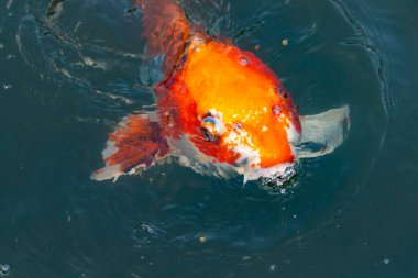 Bu güzel koi balığı suda yüzerken görüldü. Balıkların turuncu ve siyah pulları berrak sularda göze çarpar. Bu sazan bıyıkları ağzıyla dışarı sarkan yiyecekler.