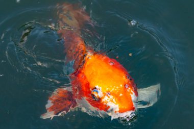 Bu güzel koi balığı suda yüzerken görüldü. Balıkların turuncu ve siyah pulları berrak sularda göze çarpar. Bu sazan bıyıkları ağzıyla dışarı sarkan yiyecekler.