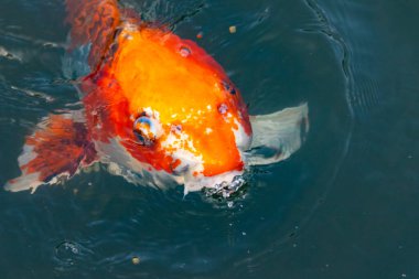 Bu güzel koi balığı suda yüzerken görüldü. Balıkların turuncu ve siyah pulları berrak sularda göze çarpar. Bu sazan bıyıkları ağzıyla dışarı sarkan yiyecekler.