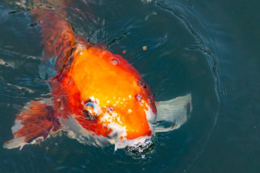 Bu güzel koi balığı suda yüzerken görüldü. Balıkların turuncu ve siyah pulları berrak sularda göze çarpar. Bu sazan bıyıkları ağzıyla dışarı sarkan yiyecekler.