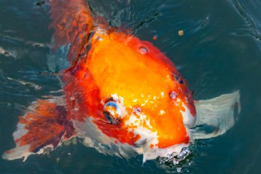 Bu güzel koi balığı suda yüzerken görüldü. Balıkların turuncu ve siyah pulları berrak sularda göze çarpar. Bu sazan bıyıkları ağzıyla dışarı sarkan yiyecekler.