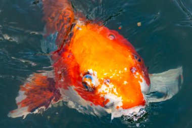 Bu güzel koi balığı suda yüzerken görüldü. Balıkların turuncu ve siyah pulları berrak sularda göze çarpar. Bu sazan bıyıkları ağzıyla dışarı sarkan yiyecekler.
