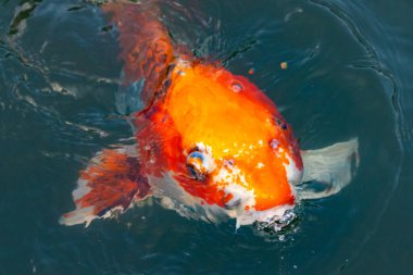 Bu güzel koi balığı suda yüzerken görüldü. Balıkların turuncu ve siyah pulları berrak sularda göze çarpar. Bu sazan bıyıkları ağzıyla dışarı sarkan yiyecekler.