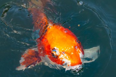 Bu güzel koi balığı suda yüzerken görüldü. Balıkların turuncu ve siyah pulları berrak sularda göze çarpar. Bu sazan bıyıkları ağzıyla dışarı sarkan yiyecekler.