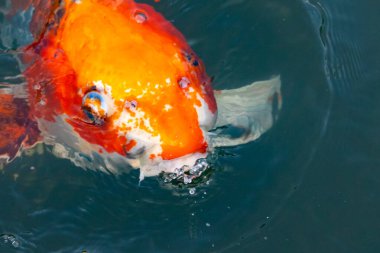 Bu güzel koi balığı suda yüzerken görüldü. Balıkların turuncu ve siyah pulları berrak sularda göze çarpar. Bu sazan bıyıkları ağzıyla dışarı sarkan yiyecekler.