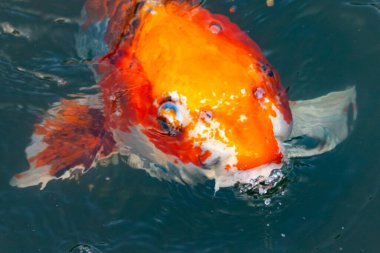 Bu güzel koi balığı suda yüzerken görüldü. Balıkların turuncu ve siyah pulları berrak sularda göze çarpar. Bu sazan bıyıkları ağzıyla dışarı sarkan yiyecekler.