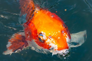 Bu güzel koi balığı suda yüzerken görüldü. Balıkların turuncu ve siyah pulları berrak sularda göze çarpar. Bu sazan bıyıkları ağzıyla dışarı sarkan yiyecekler.