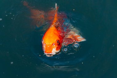 Bu güzel koi balığı suda yüzerken görüldü. Balıkların turuncu ve siyah pulları berrak sularda göze çarpar. Bu sazan bıyıkları ağzıyla dışarı sarkan yiyecekler.